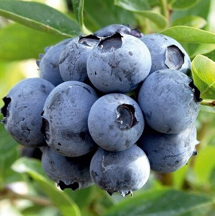 ДЮК (Duke) голубика 2 года С2(пакет)