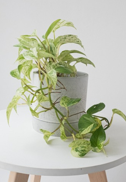 Эпипремнум Вариегатный