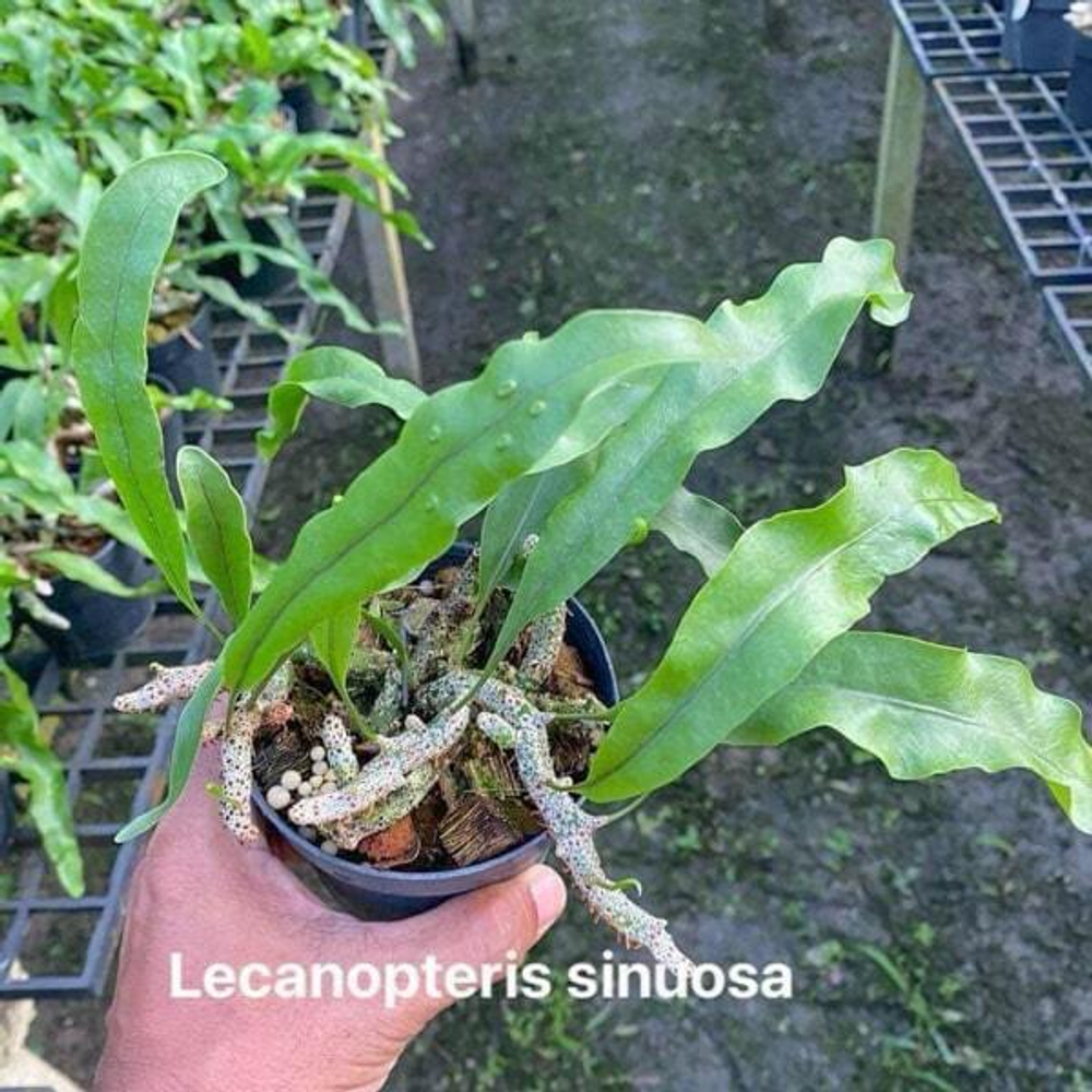 Леканоптерис L.SINUOSA