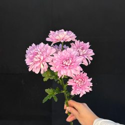 Хризантема кустовая Сиреневая / 1 шт