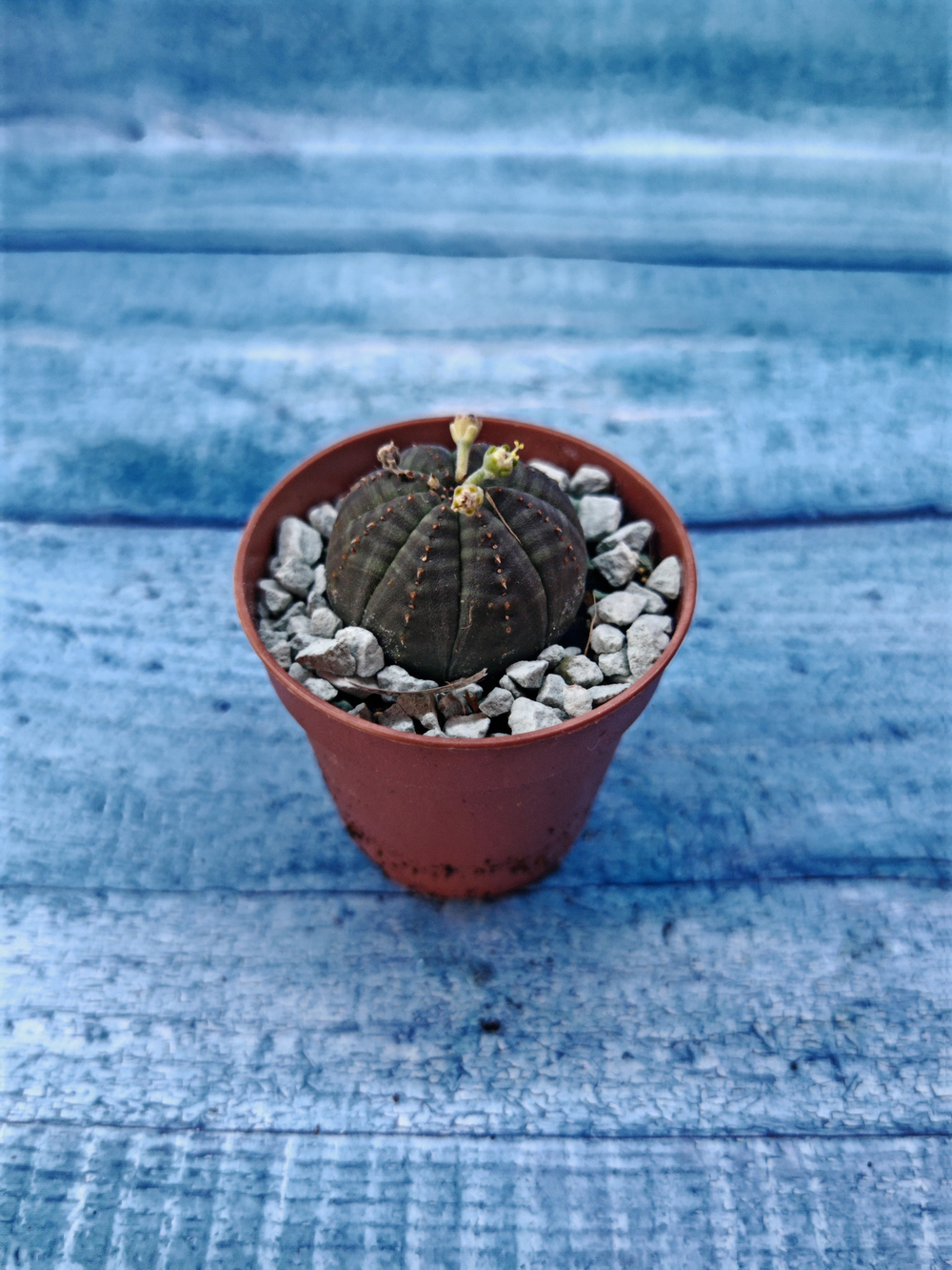 Суккулент Euphorbia Obesa (Эуфорбия)