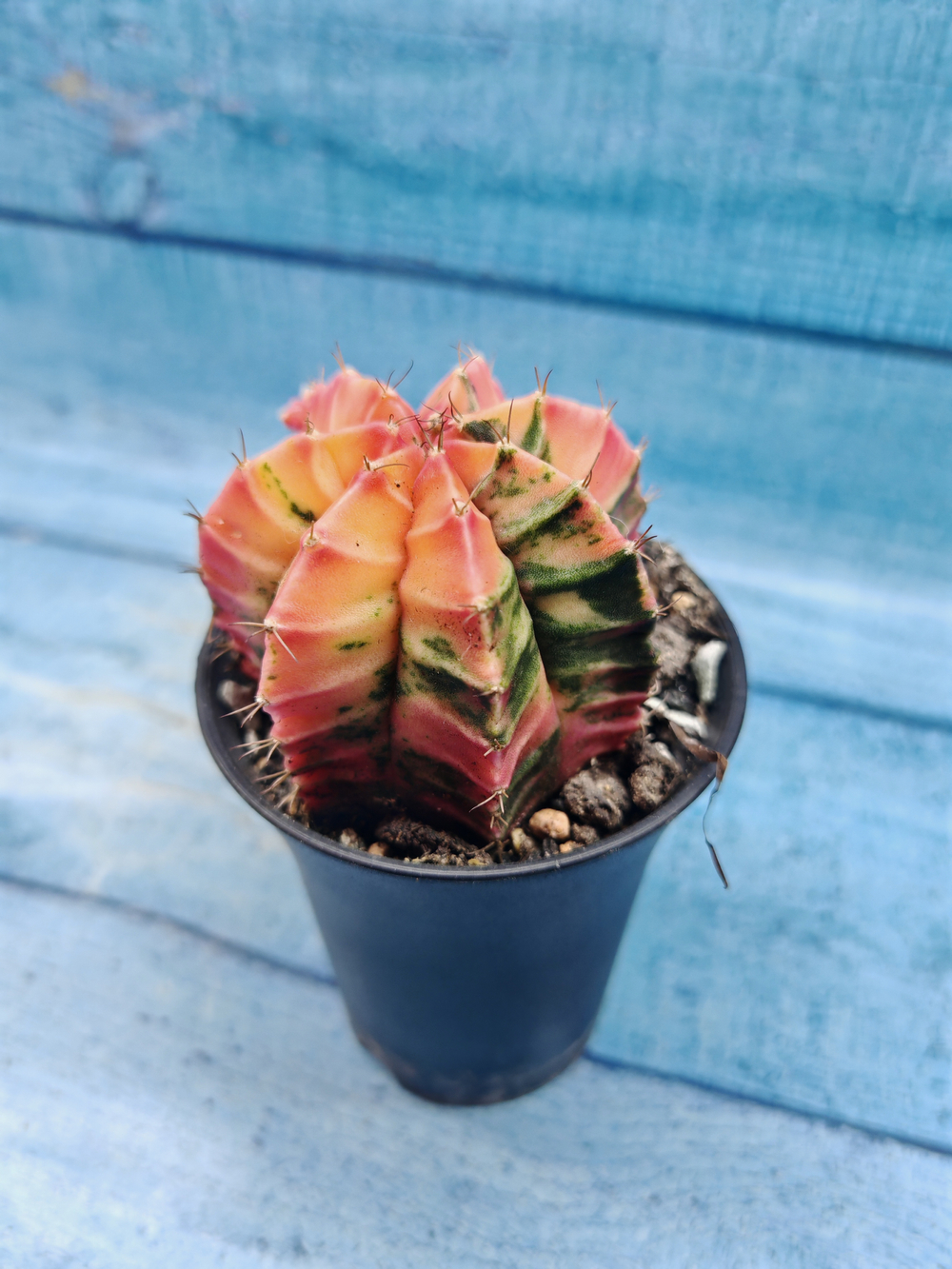 Gymnocalycium Variegata (Гимнокалициум Вариегатный)