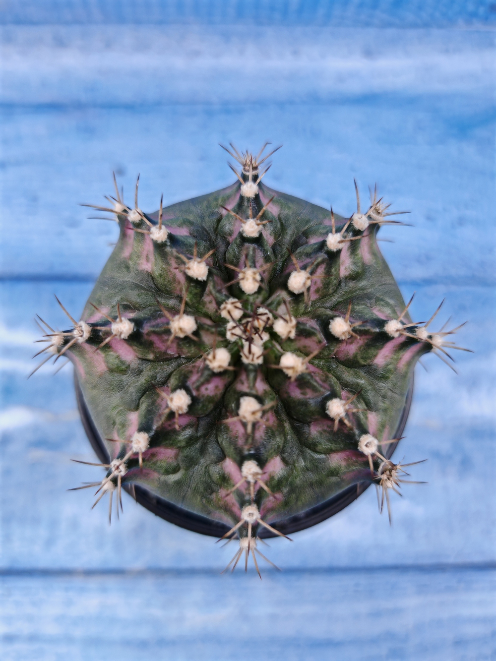 Gymnocalycium T-Rex Pink hybride (Гимнокалициум T-rex)