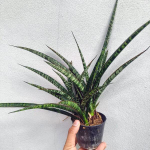 Сансевиерия CROCODILE ROCK