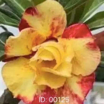 Адениум обесум 125 Ngọc Khuê