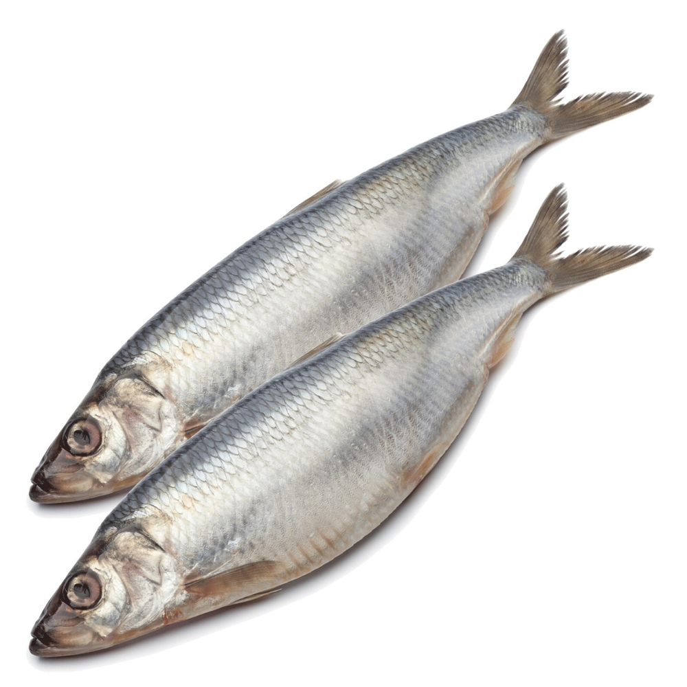 Сельдь атл. н/р 300+