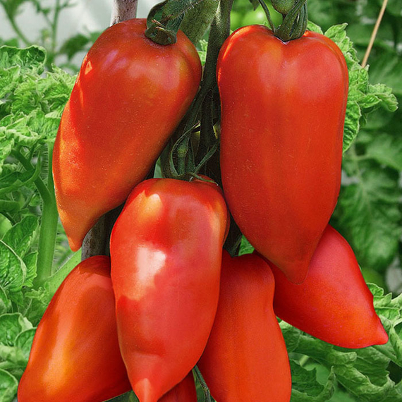 КОРНАБЕЛЬ F1 семена томата купить – фото 2