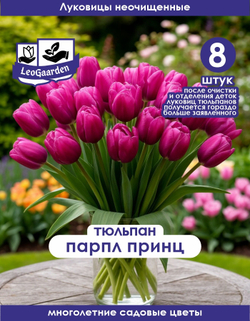Тюльпан Луковица, Парпл Принц, 8шт