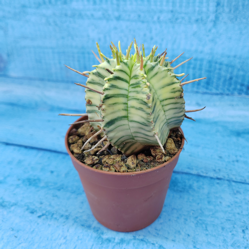 Euphorbia meloformis f. Variegated (Эуфорбия вариегатная)