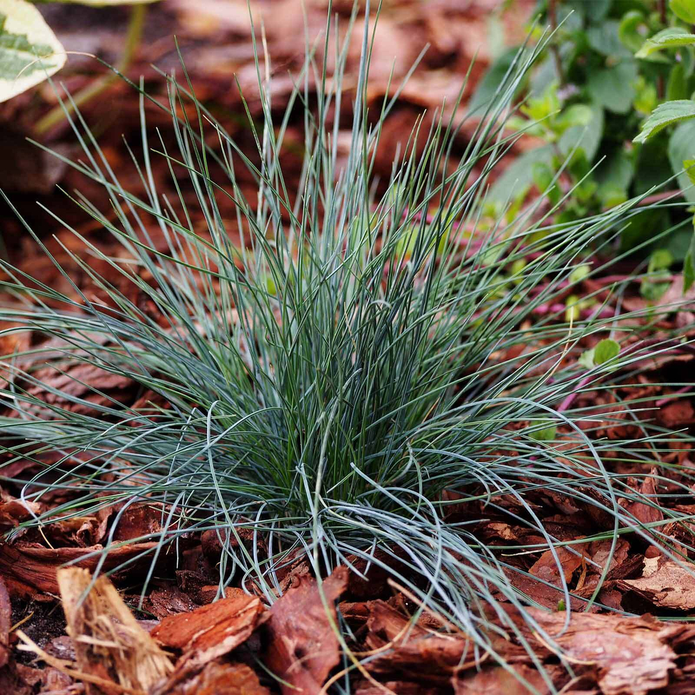 Овсяница сизая "Festina". Festuca glauca "Festina".