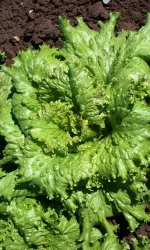 Семена Салат Кучерявец Грибовский 0,25гр (УД) Е/П