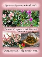 Тимьян Фокслей чабрец пёстролистный