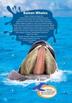 The Humpback Whale. Reader . Книга для чтения