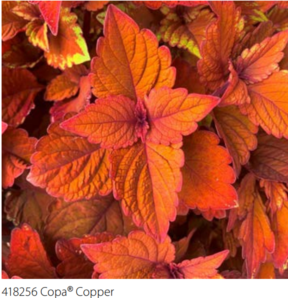 Колеус Copa cooper ЕВРО укоренный черенок ОКС МАРТ