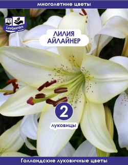 Лилия Луковица, Айлайнер, 2 шт