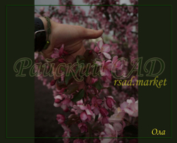 Яблоня декоративная 'Ola' (Ола)