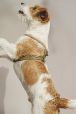 Шлейка "Пони-Макарони" Зеленая (бежевый канат)