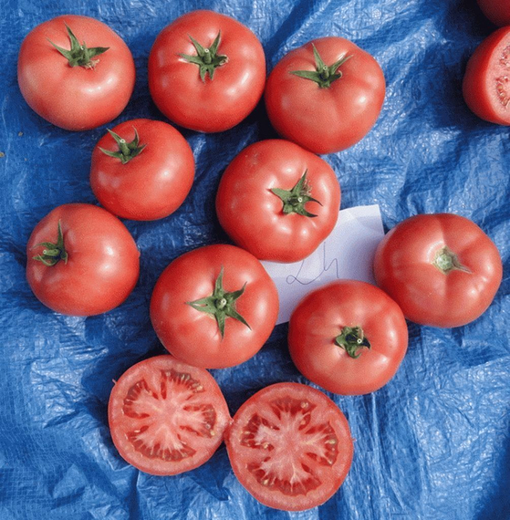 МЕЙ ШУАЙ F1 семена томата индетерминантного (Seminis) – фото 9