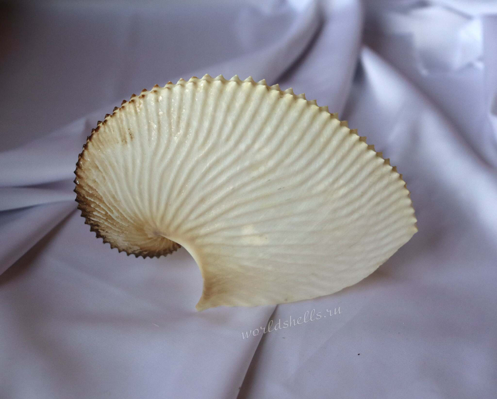 Ракушка Аргонавт Арго (Argonauta argo) 13 см.