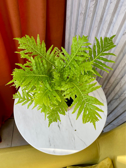 Блехнум Гиббум Сильвер Леди, Папоротник, D12см H30см, 1шт, Нидерланды