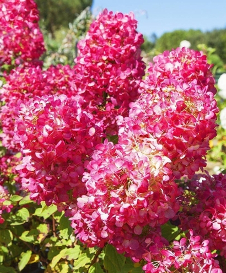 «Мэджикал Маунт Малинче» (Magical Mount Malinche)  Гортензия метельчатая,  Р9