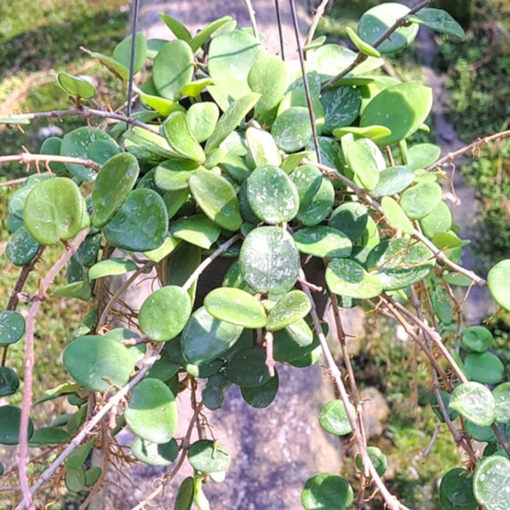 Хойя MATHILDE SPLASH / CARNOZA X SERPENS