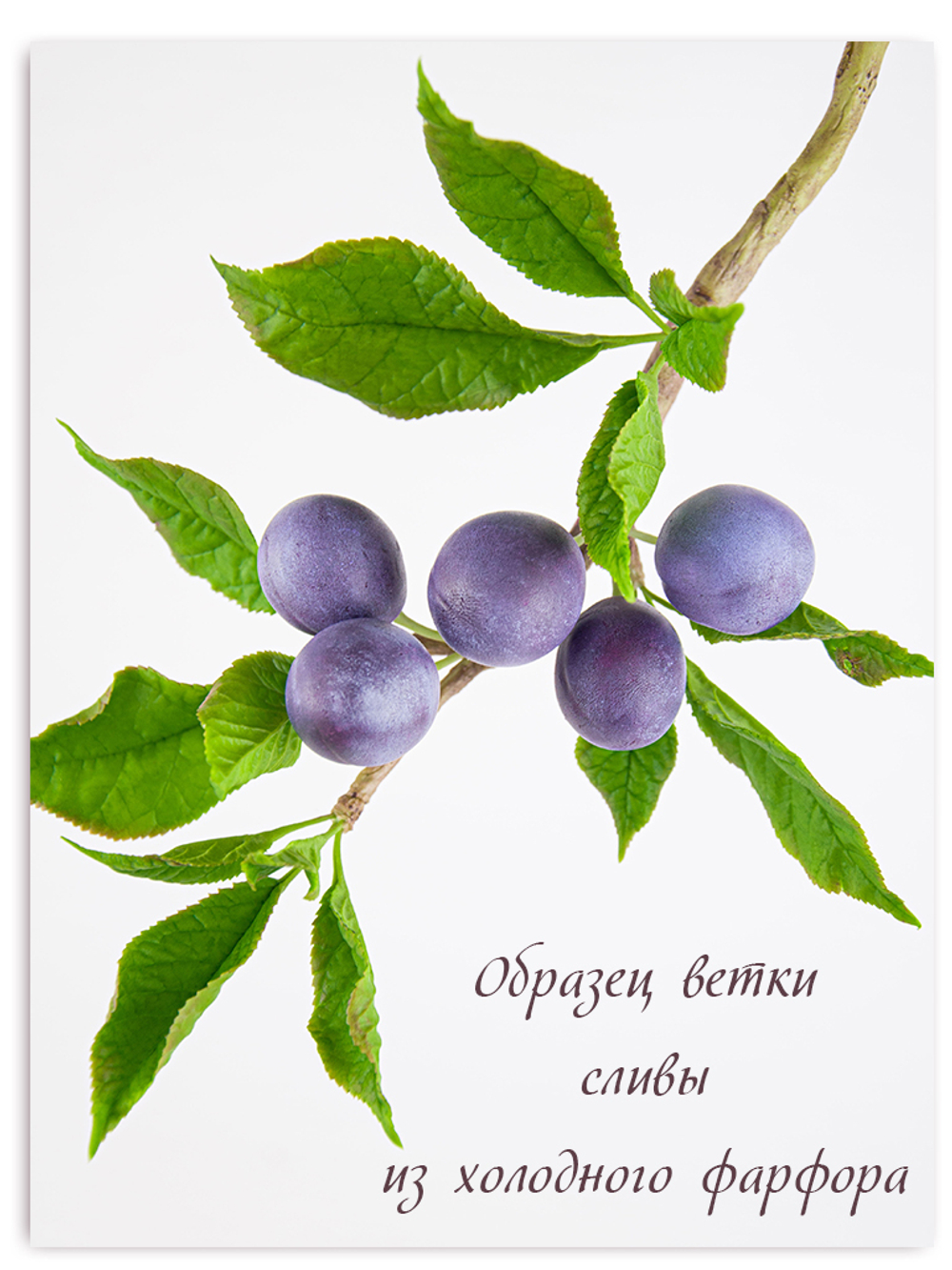 Лист сливы большой