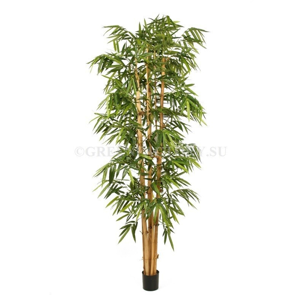 Бамбук Новый Гигантский Биг Лиф