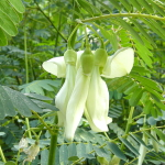 Сесбания крупноцветковая белая – Sesbania grandiflora white