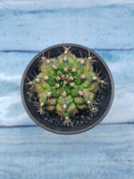 Gymnocalycium T-Rex Pink hybride (Гимнокалициум T-rex)
