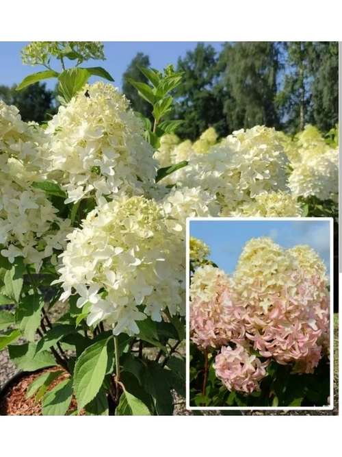 Скайфол ( Метельчатая гортензия)