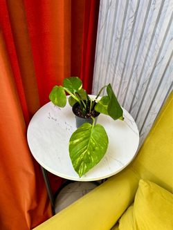 Эпипремнум Ауреа, D9см Н15см, 1шт, Urban Jungle (7143)