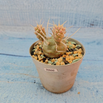 Tephrocactus Articulatus Papyracanthus (Тефрокактус)