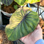 Колоказия PHARAOH MASK VAR