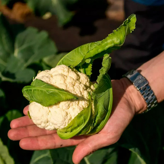 Опаал семена капусты цветной (Rijk Zwaan /ALEXAGRO) культура