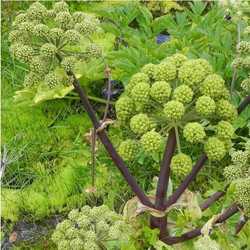 фотка дягиля-adonnis.ru