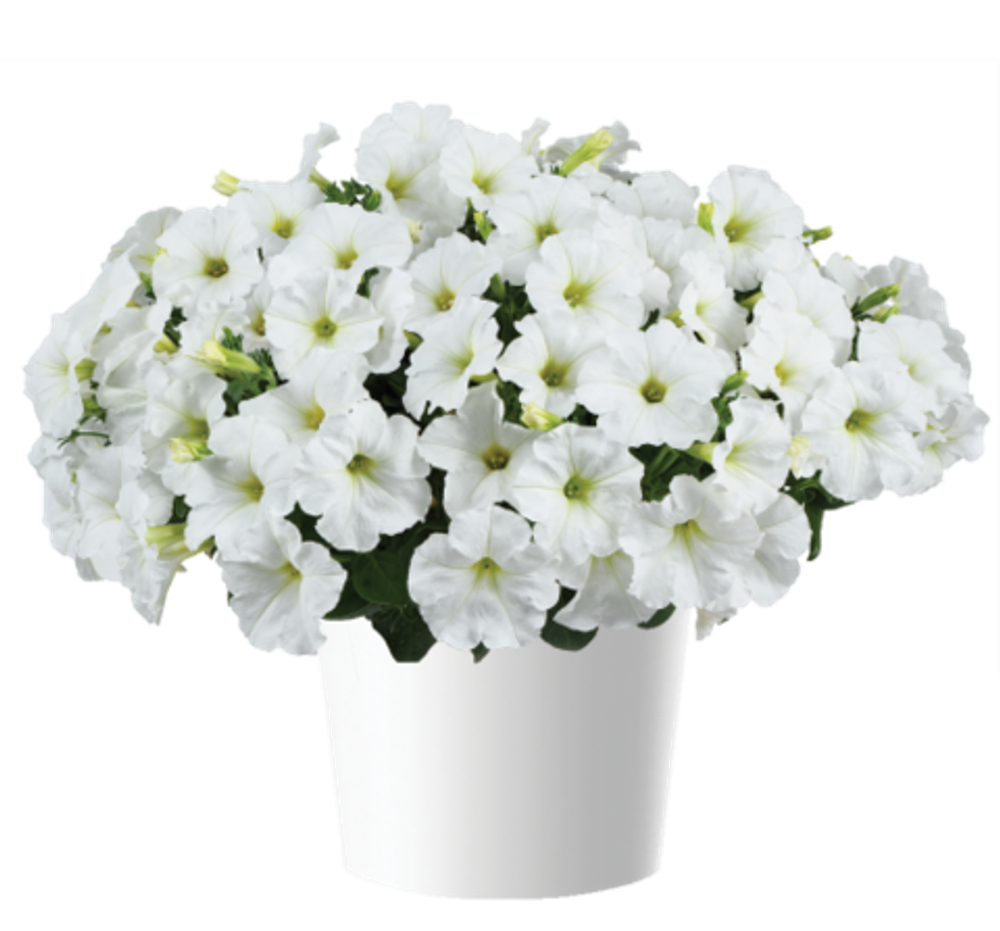 Петуния Capella White Imp