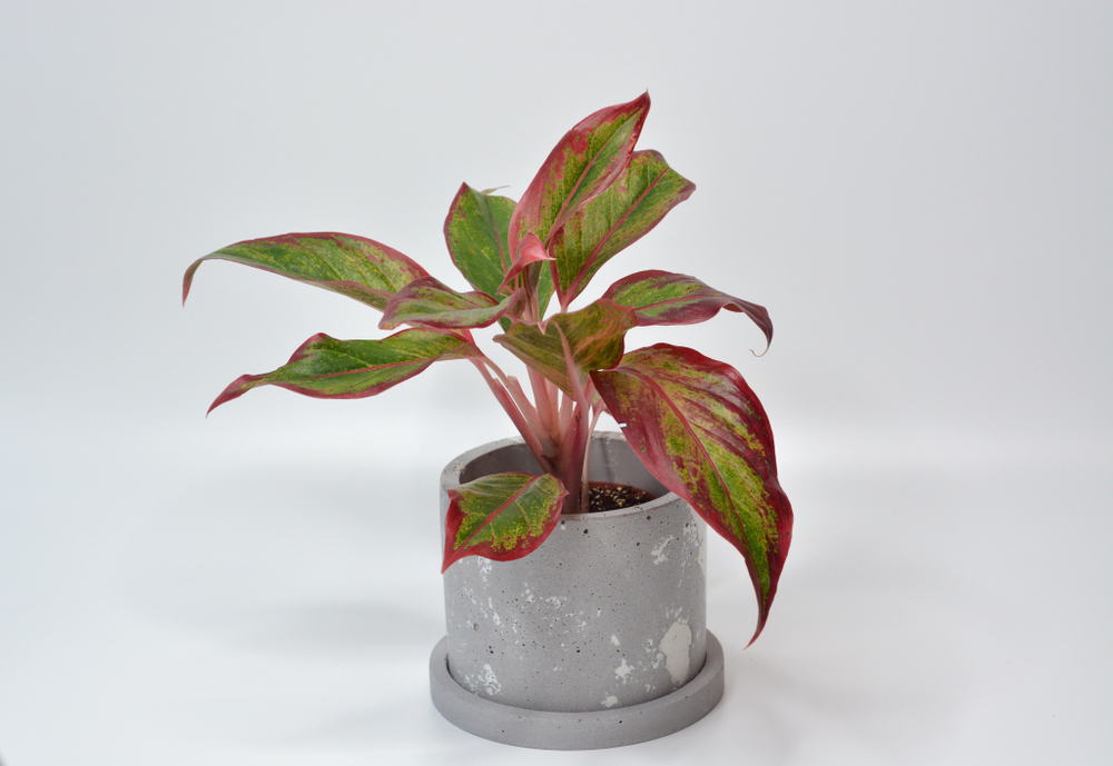 Аглаонема Ред Файр / Aglaonema Red Fire