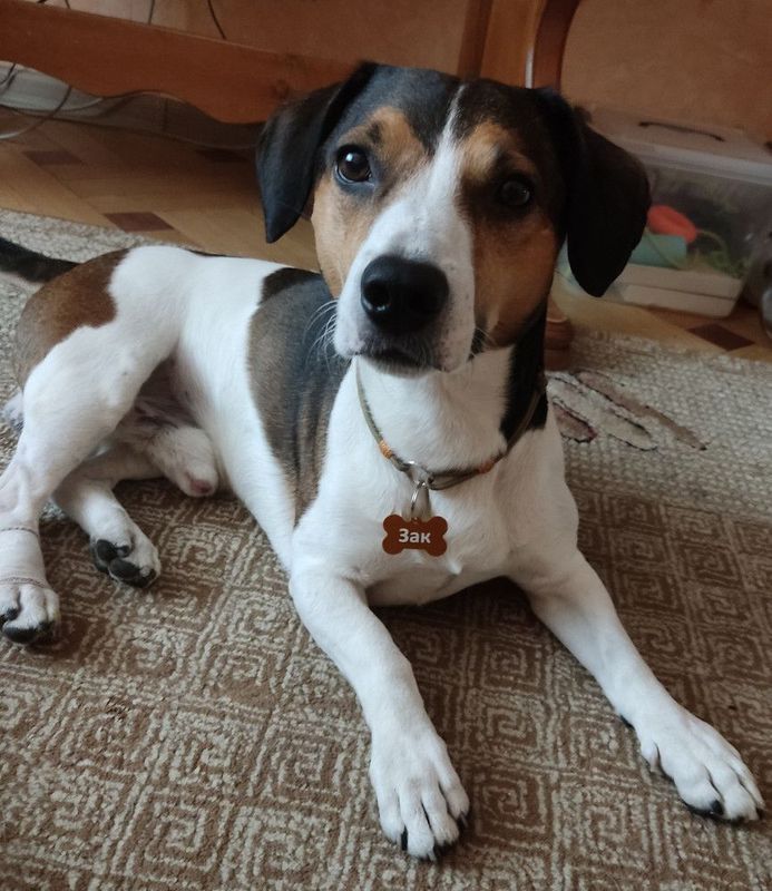 Адресник для собачек и кошечек, с гравировкой большая хромированная "Косточка" 38*25мм (металл)