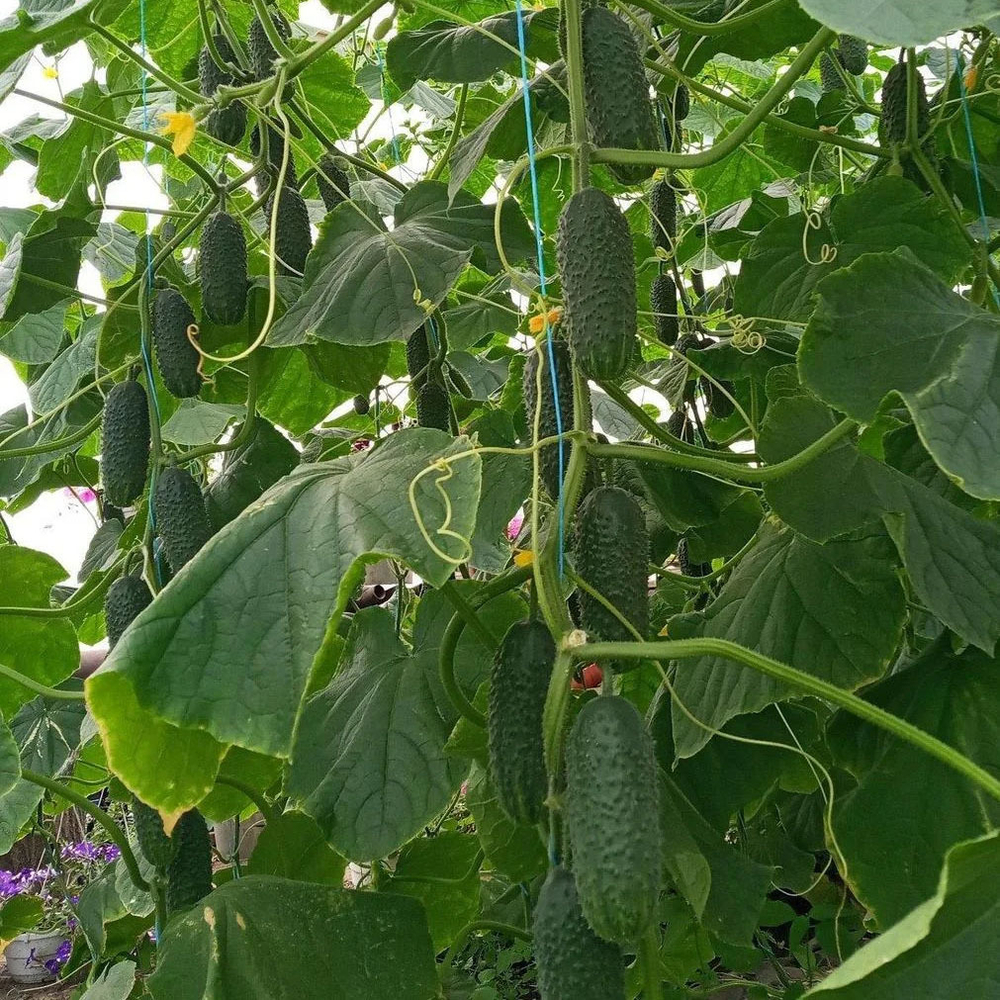 Огурец Лист F1 (50шт) Витагрин Профи