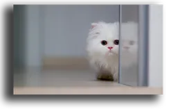 Постер "Пушистый друг"