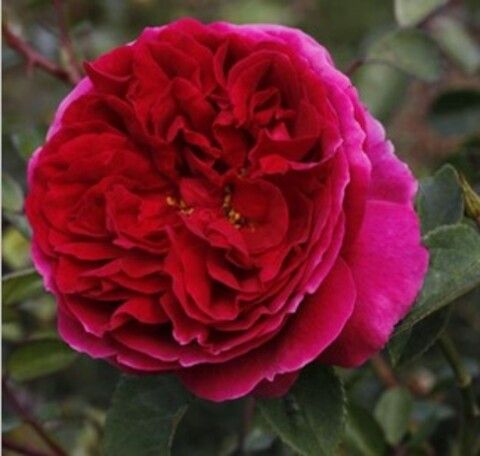 Роза английская Отелло