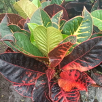 Кротон RISWANDA