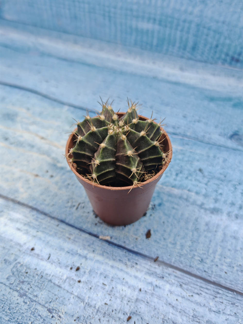 Gymnocalycium Friedrichii (Гимнокалициум)
