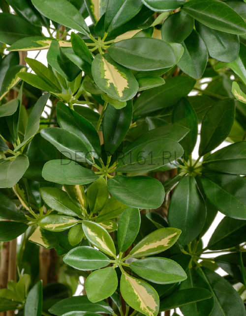 Шеффлера колонновидная большая пёстрая 195 см 2/2 10.38206NW