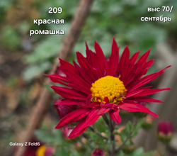 САЖЕНЦЫ ХРИЗАНТЕМЫ КОРЕЙСКАЯ № 209 КРАСНАЯ РОМАШКА