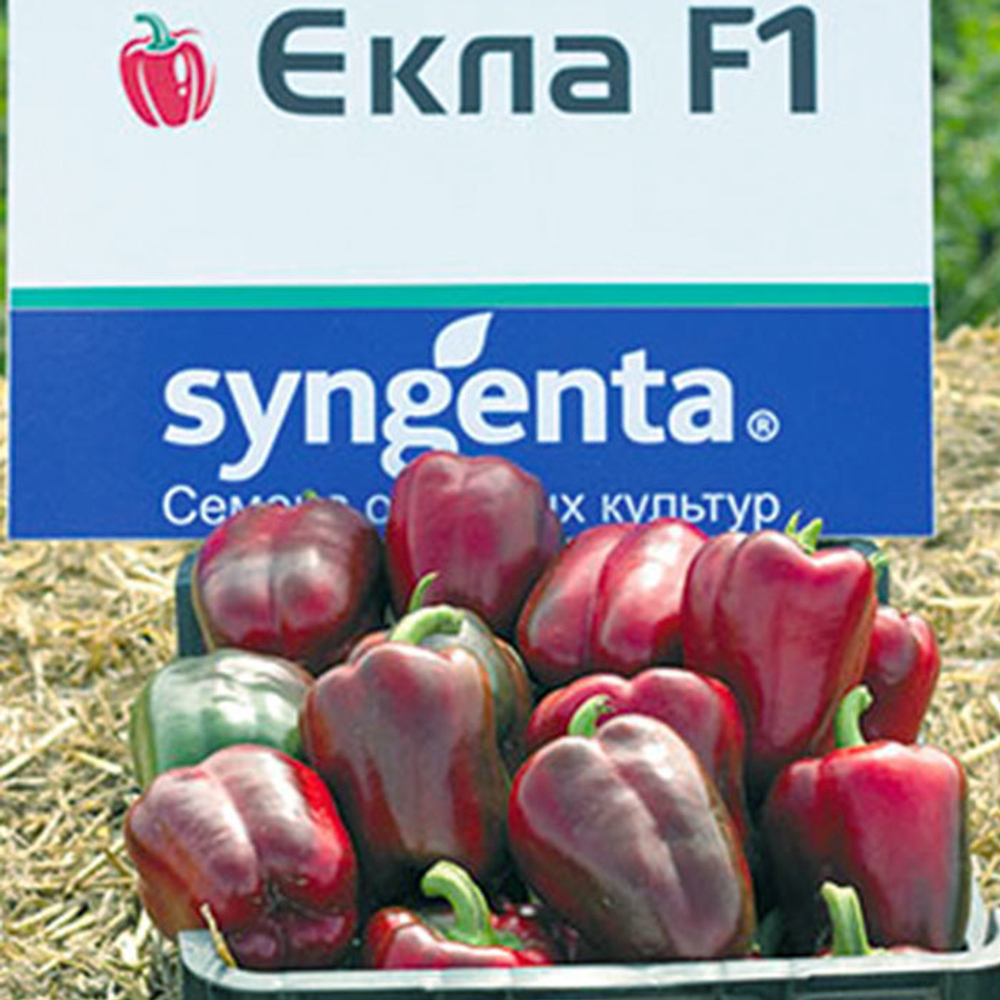 Екла F1 семена перца сладкого (Syngenta / Сингента)