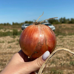 Рокито семена лука репчатого (Seminis / Семинис)