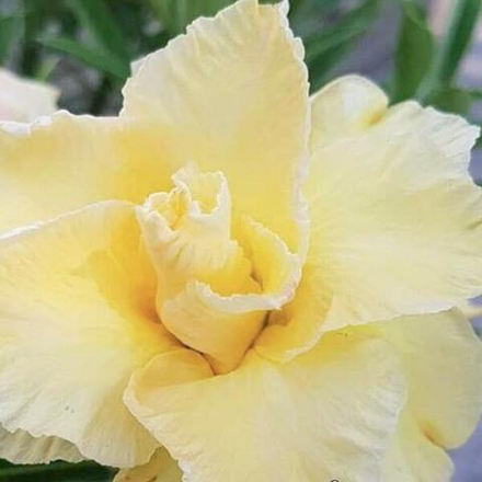 Адениум обесум 107 Golden Dragon