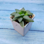Haworthia Comptoniana Hybride hybrid (Хавортия)